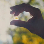 Mushroom Gummy Delights - Supplenaut
