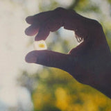 Mushroom Gummy Delights - Supplenaut